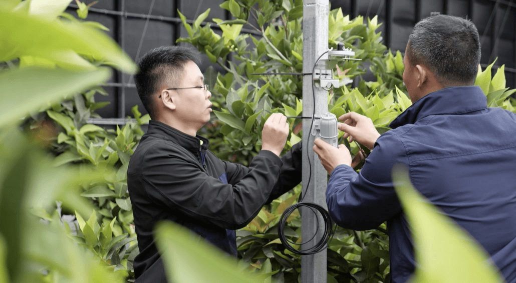 SenseCAP LoRaWAN, Shandong, Kuzey Çin’de Tropikal Meyvelerin Yetiştirilmesi için Çevresel Verileri İzleyerek Akıllı Seraya Katkıda Bulunuyor.