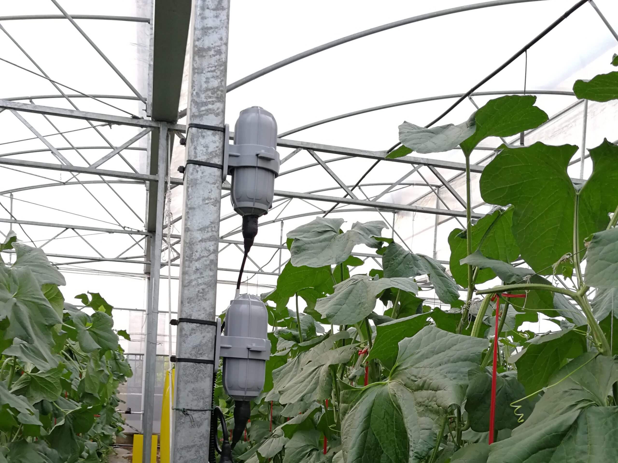 SenseCAP LoRaWAN ile Güçlendirilmiş Tatlı Kavunlar için Akıllı Tarım Demonstrasyon Parkı, Beihai Guangxi, Güney Çin