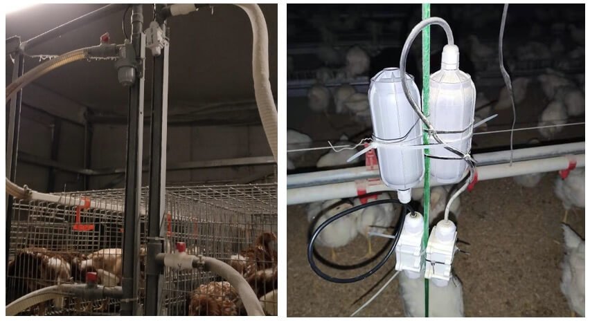 Akıllı Tavukçuluk | Kinghoo’da SenseCAP LoRaWAN Ürünleri ile Kablosuz IoT Çözümü