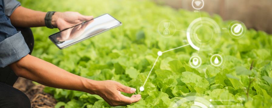 Dağıtıma Hazır Çözüm: Seeed’in SenseCAP ve Machinechat’ın JEDI One Birlikte Sera Operasyonlarını Optimize Ediyor